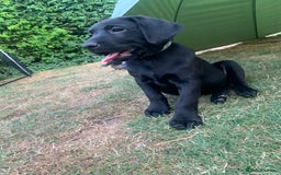 Labrador Retriever dogs for sale: KC Labrador puppy 🐾 - Image 2