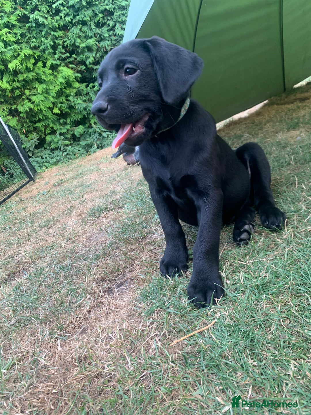 Labrador Retriever dogs for sale: KC Labrador puppy 🐾 - Image 2