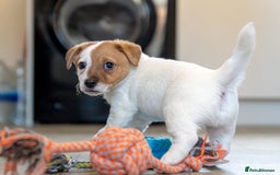 Jack Russell dogs for sale: Jack Russell puppies - Image 10
