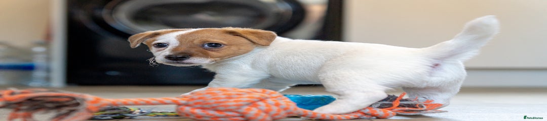 Jack Russell Puppy 1