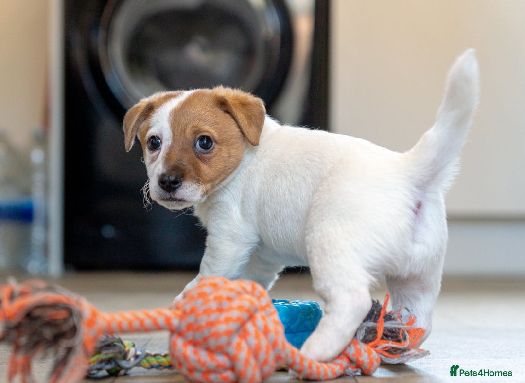 Jack Russell dogs for sale: Jack Russell puppies - Image 10