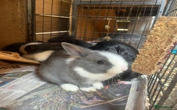 Netherland Dwarf rabbits for sale: Netherlands Dwarf - Image 7
