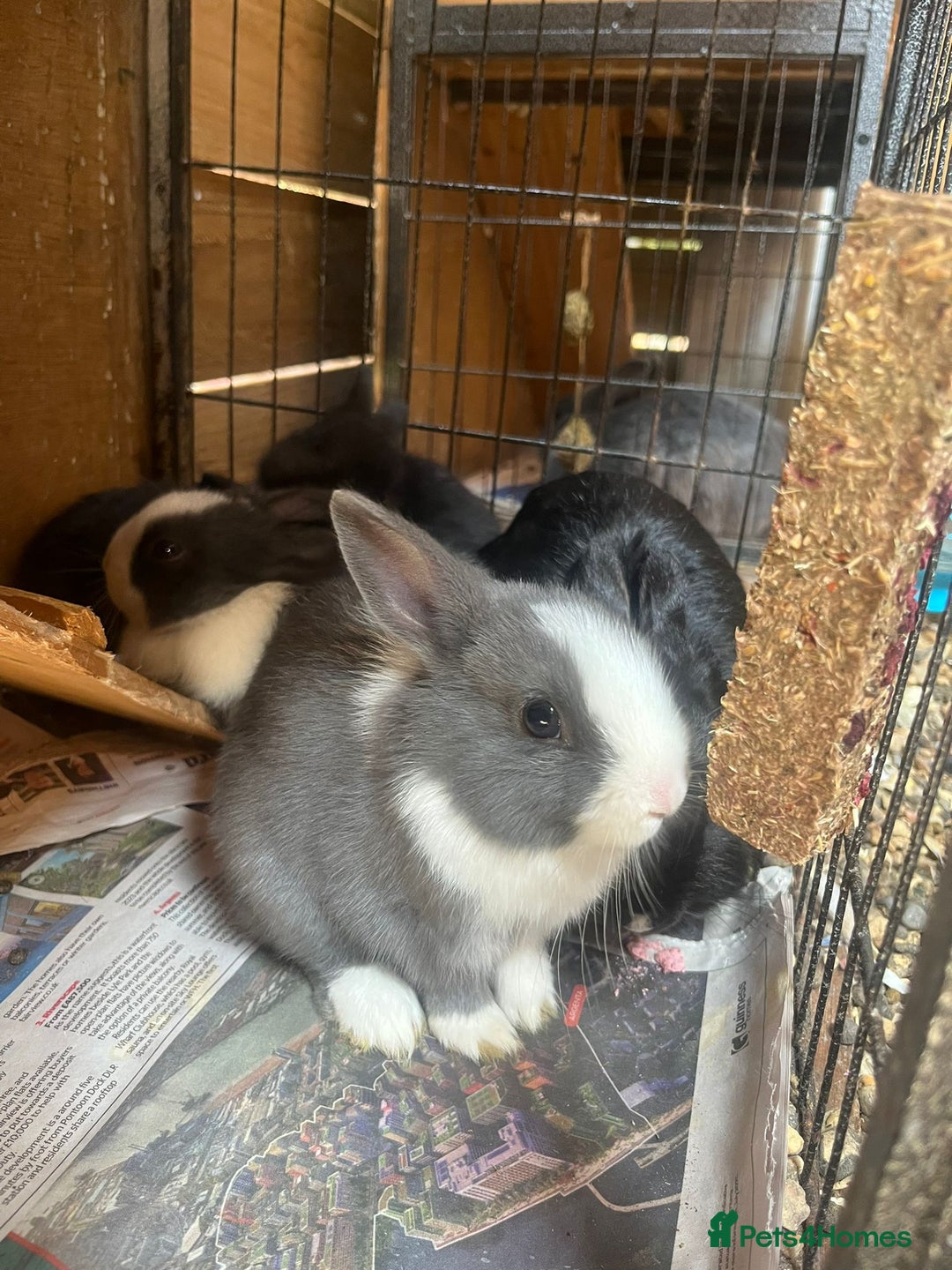 Netherland Dwarf rabbits for sale: Netherlands Dwarf - Image 7