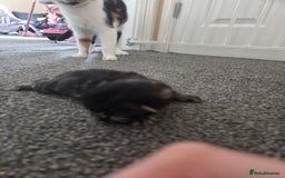 Mixed Breed cats for sale: Beautiful kittens - Image 19