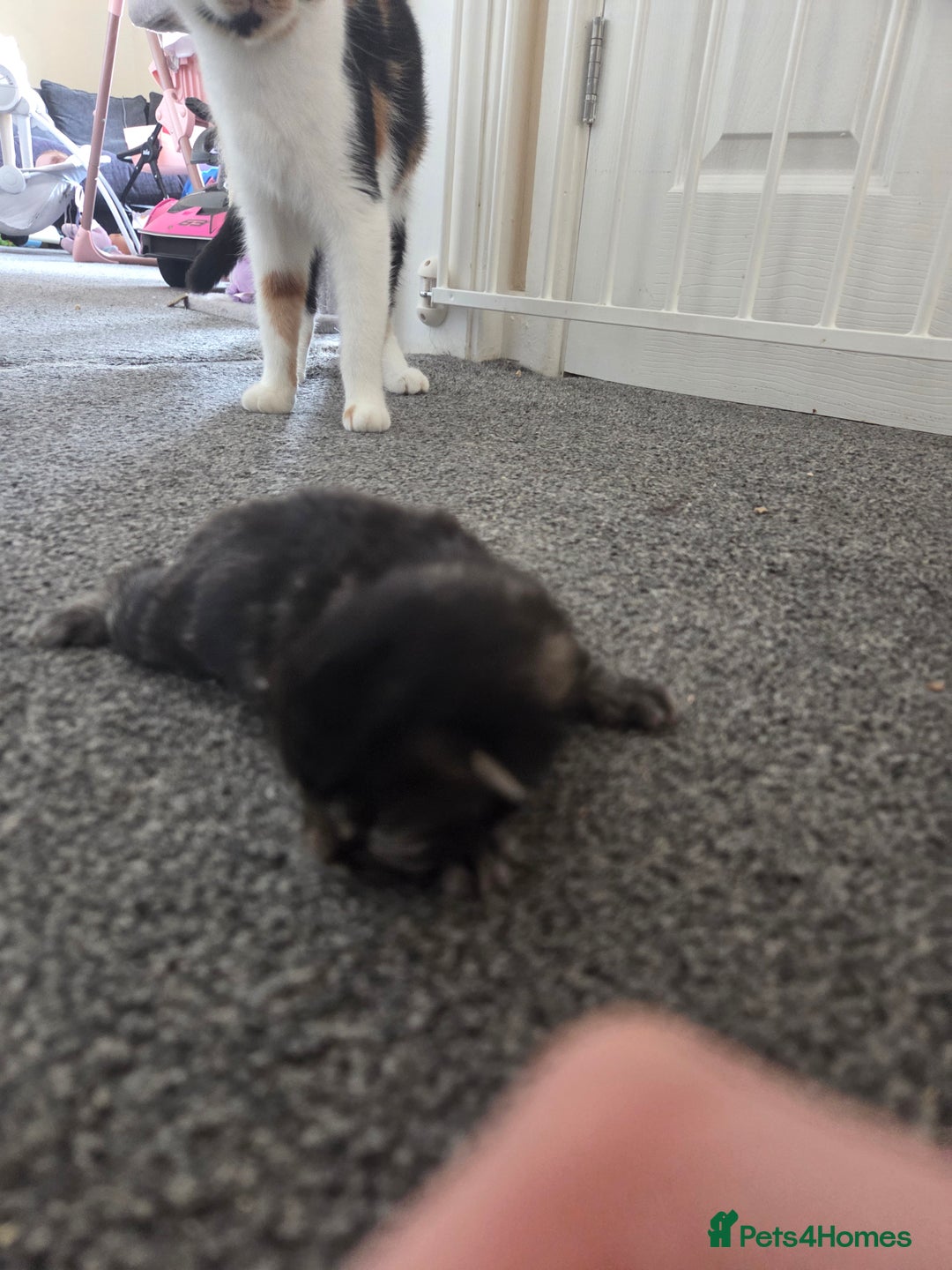 Mixed Breed cats for sale: Beautiful kittens - Image 19