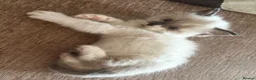 Ragdoll cats for sale: Beautiful 100% ragdoll babies - Advert 2