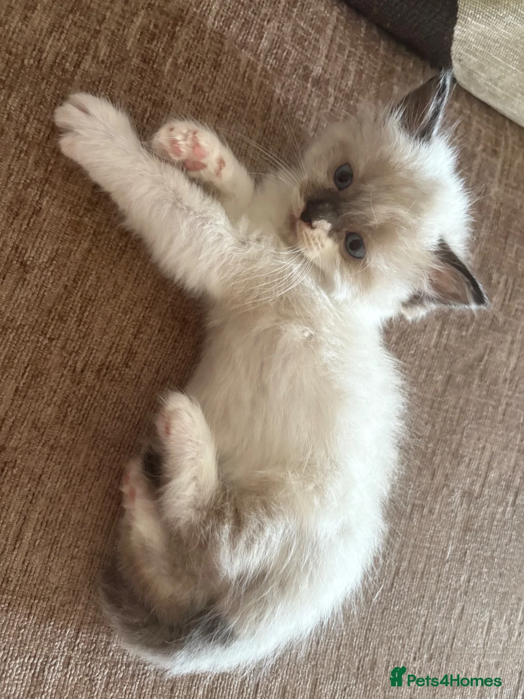 Ragdoll cats for sale: Beautiful 100% ragdoll babies - Advert 2