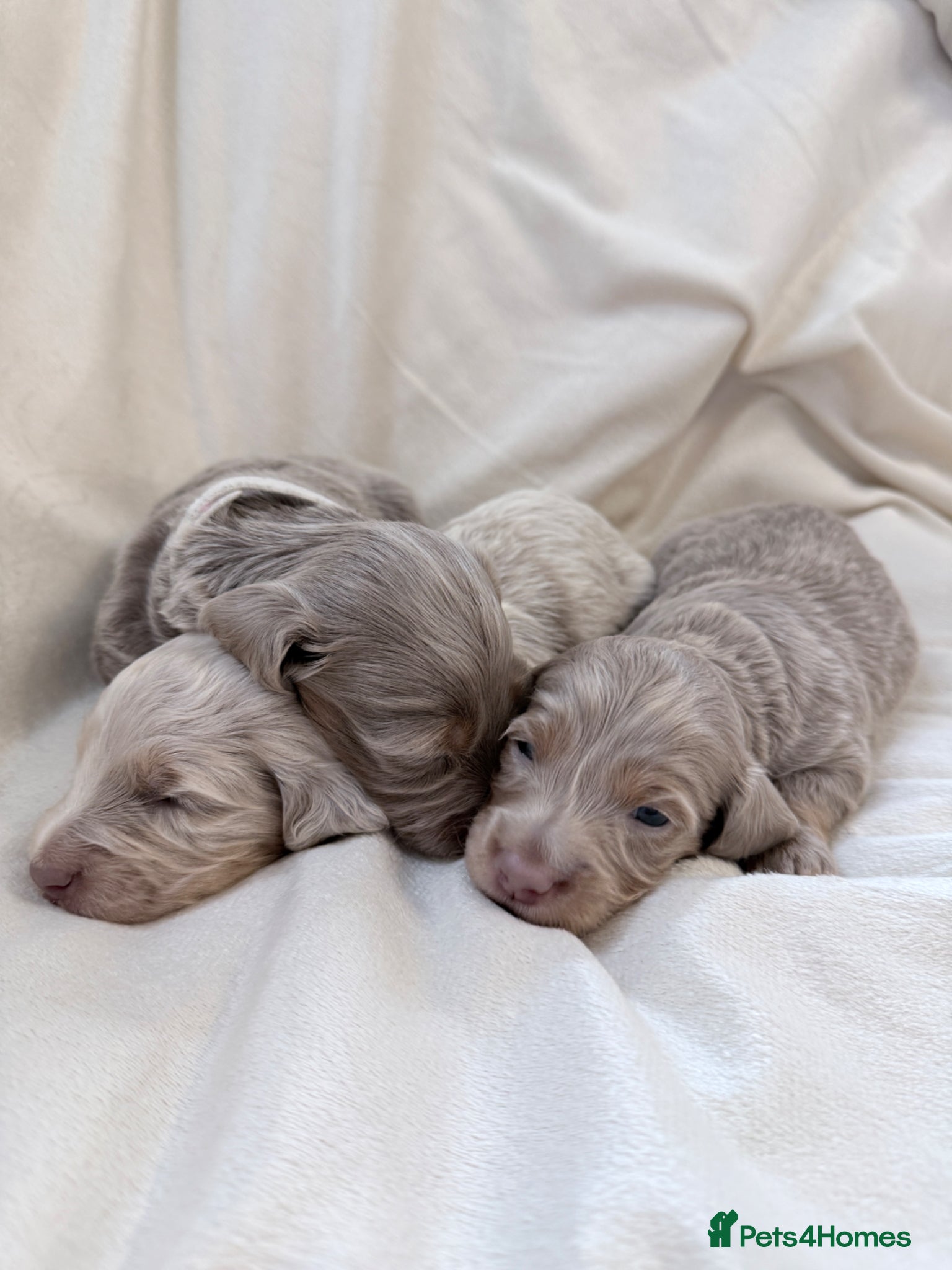 Miniature Dachshund dogs Long haired minature dachshunds - Advert 17