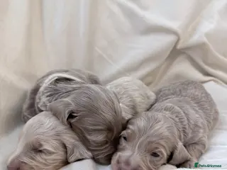 Miniature Dachshund dogs Long haired minature dachshunds - Advert 17