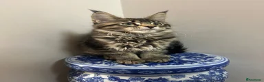 Maine Coon Kitten 2