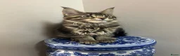 Maine Coon cats for sale: Licensed breeder-maine coon kittens - Advert 32