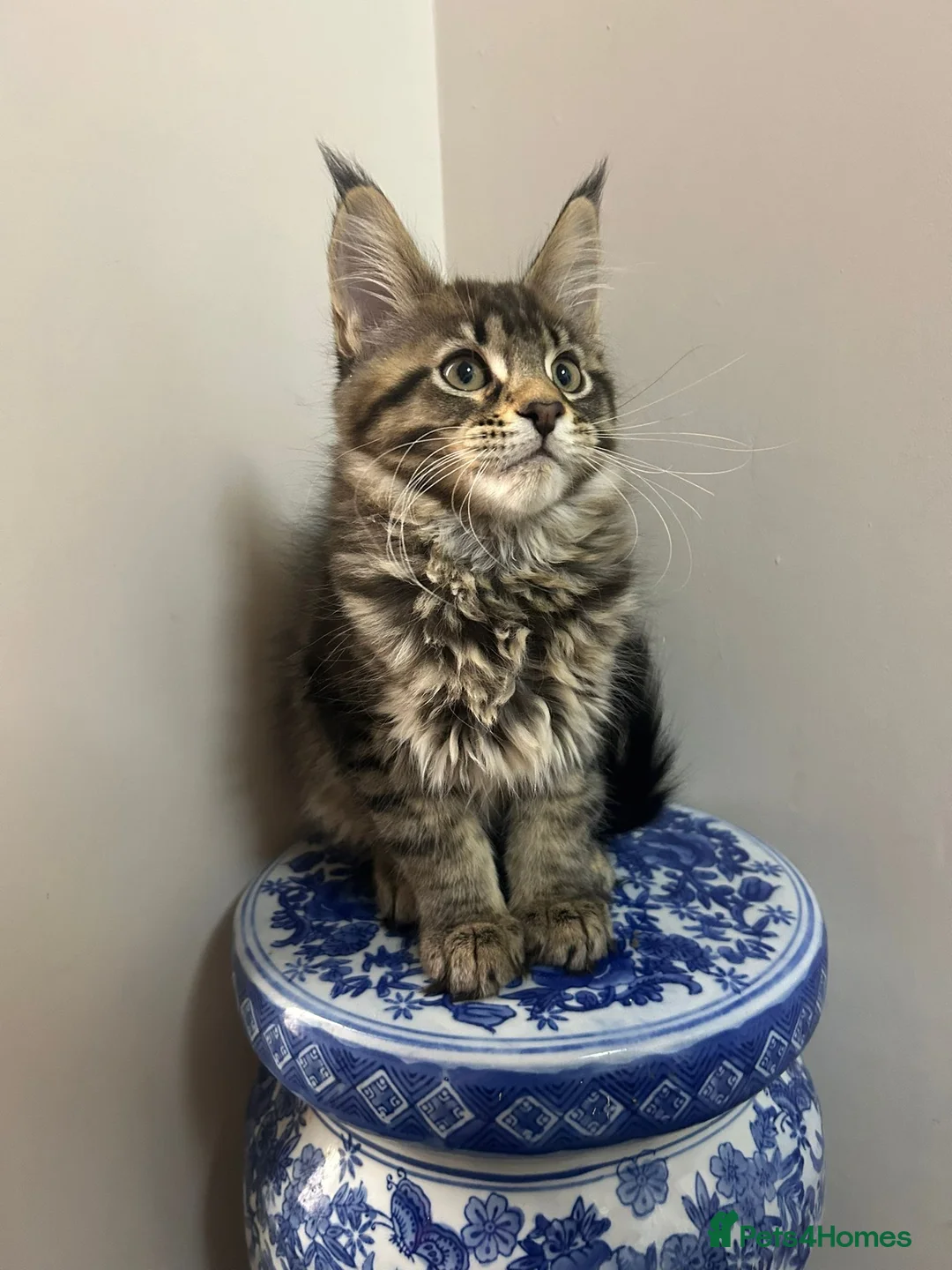 Maine Coon cats for sale: Licensed breeder-maine coon kittens - Advert 32