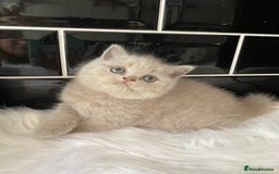 British Shorthair cats for sale: GCCF REG HEALTH TESTED KTTENS AVAILABLE 🥰 - Image 5