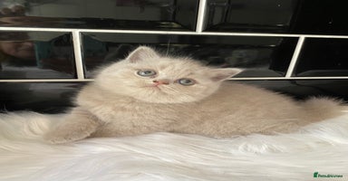 British Shorthair cats - Advert 2