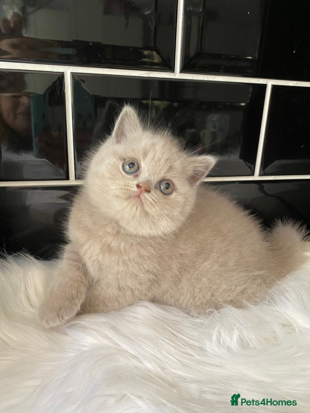 British Shorthair cats for sale: GCCF REG HEALTH TESTED KTTENS AVAILABLE 🥰 - Image 5