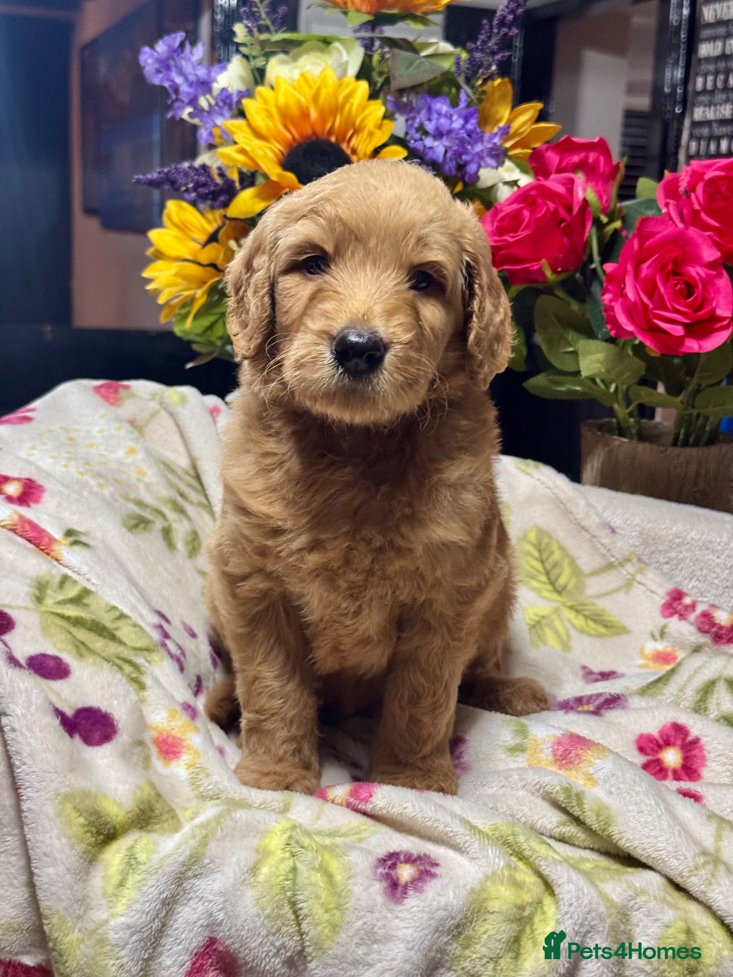 Mini Goldendoodle dogs F1 mini Goldendoodle puppies looking for homes  - Advert 1