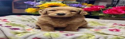 Mini Goldendoodle dogs for sale: F1 mini Goldendoodle puppies looking for homes  in Market Drayton - Advert 4