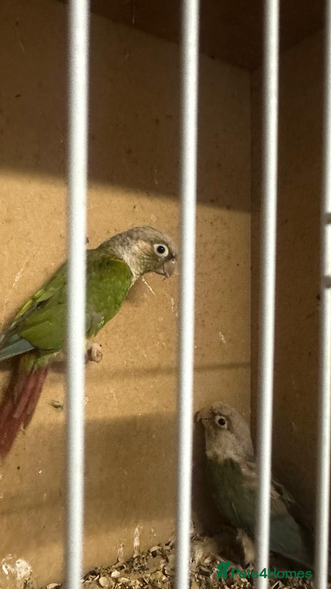 Parrots birds for sale: اثنان من كونور للبيع في حالة جيدة200£جنيه إسترليني - Advert 2