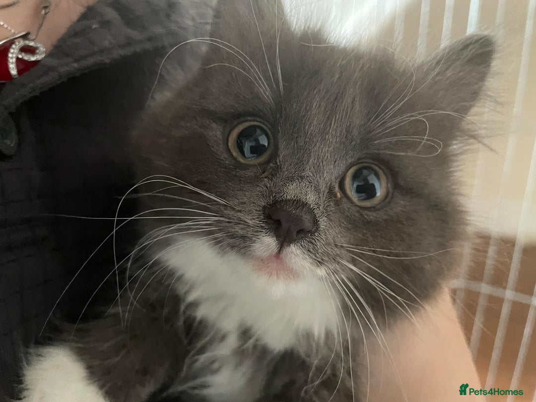 Mixed Breed cats for sale: 2 fluffy and playful kittens  - Image 1