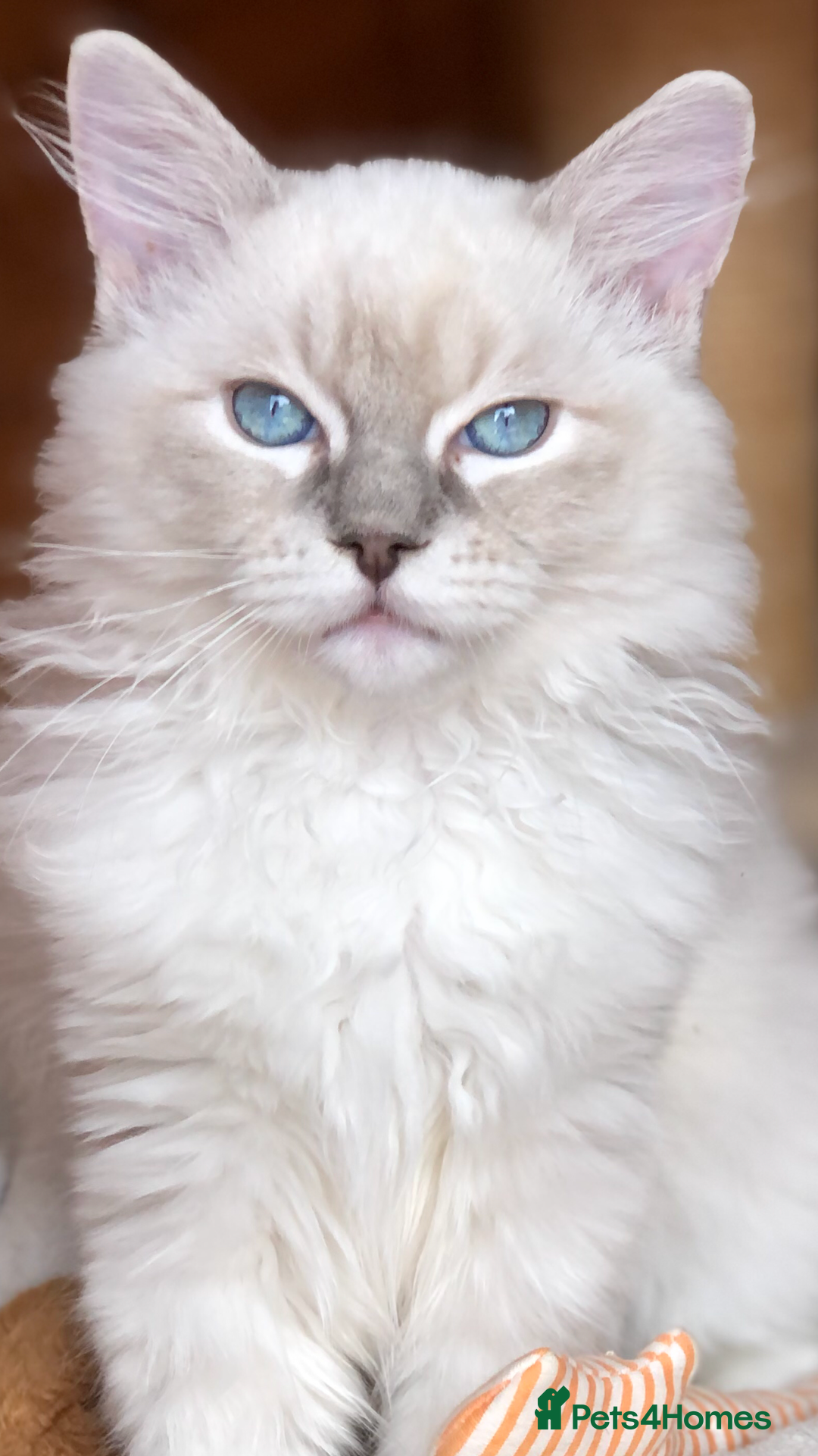 Ragdoll cats for stud: GCCF reg Active Blue Tabby stud in Doncaster - Advert 2