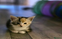 Maine Coon cats for sale:  maincoon x  - Image 3