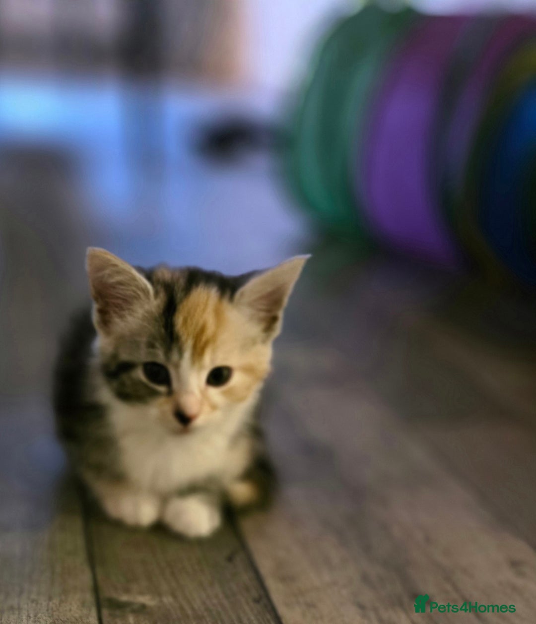 Maine Coon cats for sale:  maincoon x  - Image 3