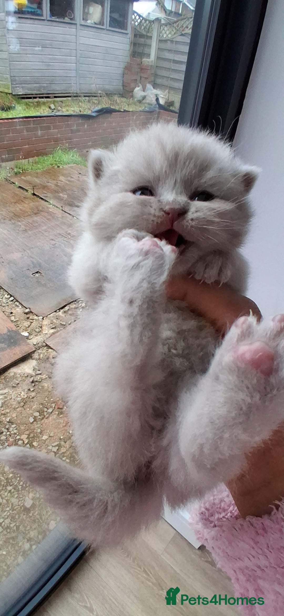 British Shorthair cats for sale: Stunning British Short Hair Kittens - Advert 12