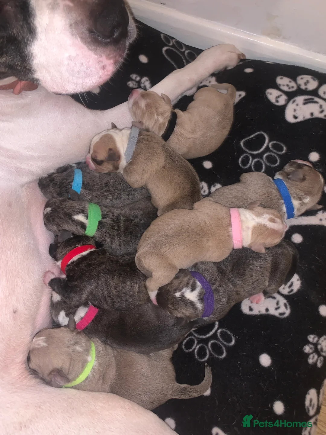 Mixed Breed dogs for sale: Pocket bully - Advert 2