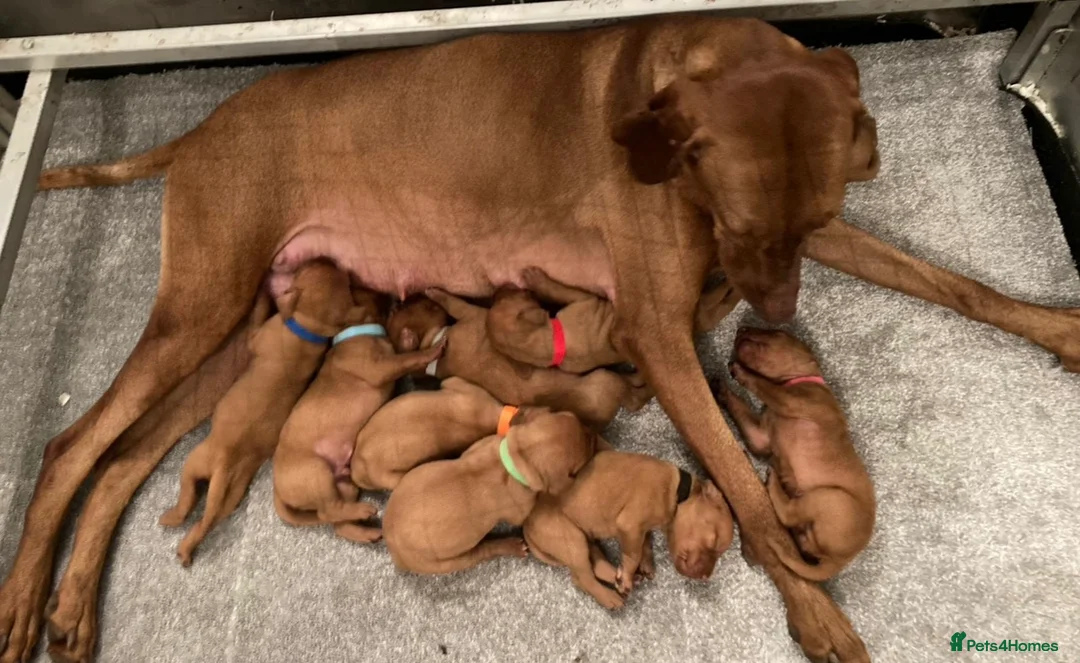Hungarian Vizsla dogs for sale: BEAUTIFUL KC REGISTERED VIZSLA LITTER  - Advert 5