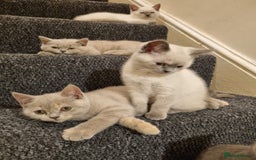 British Shorthair cats for sale: 💜GCCF Kittens Ready for Their Forever Homes!💜 - Image 8