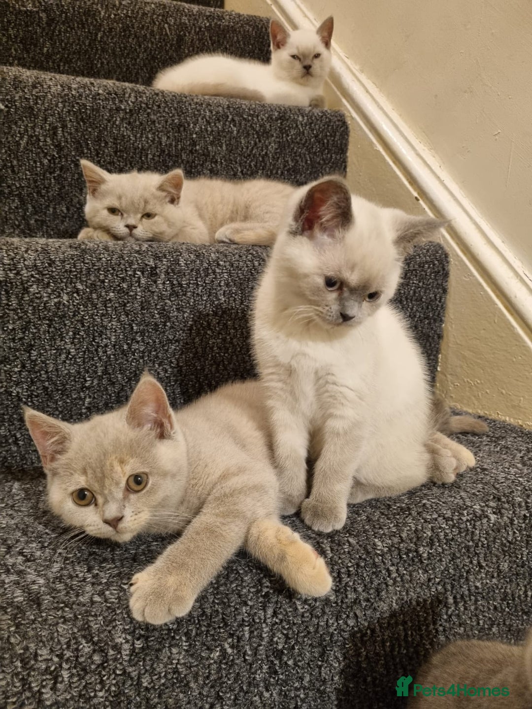 British Shorthair cats for sale: 💜GCCF Kittens Ready for Their Forever Homes!💜 - Image 8