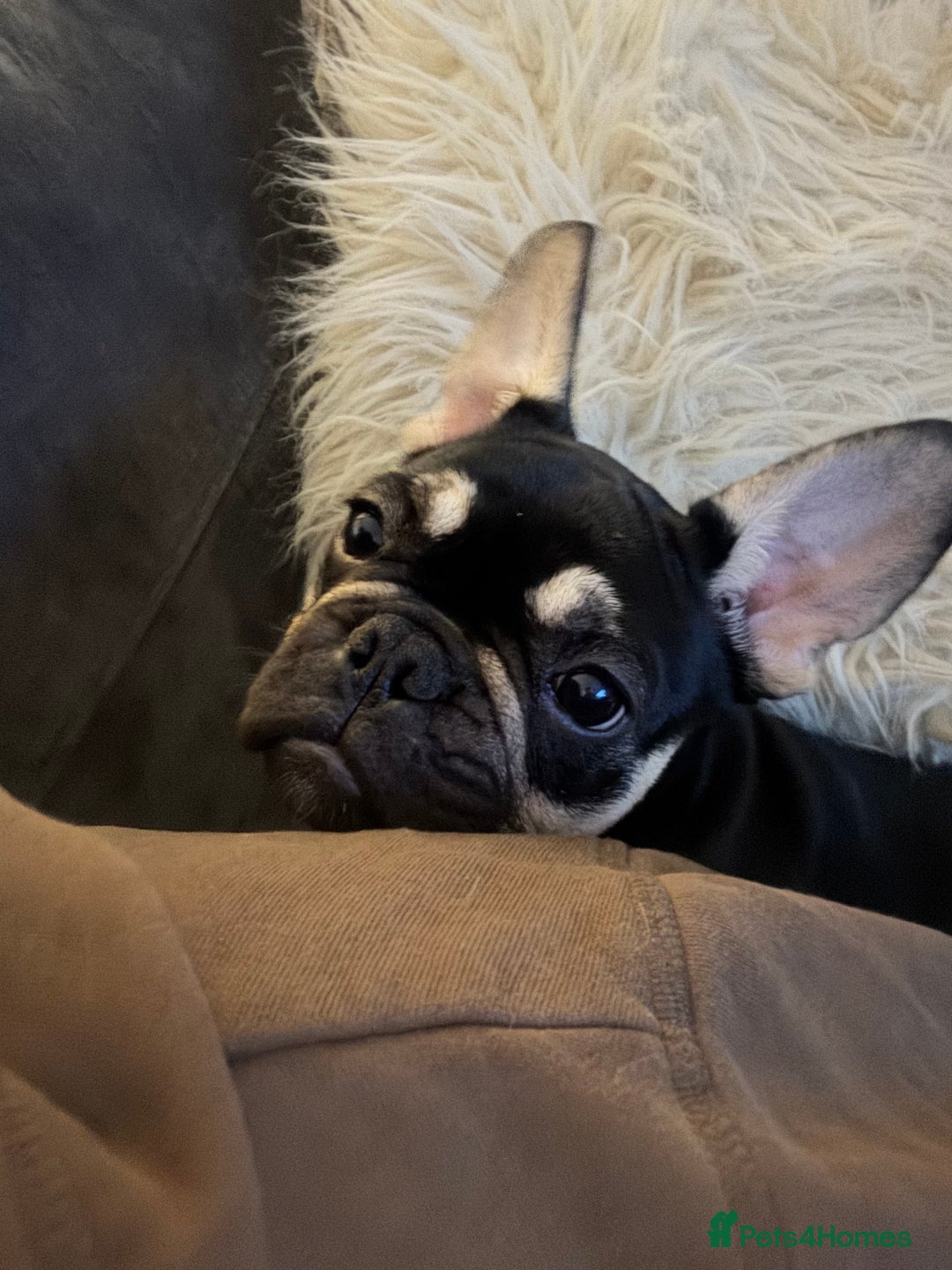 French Bulldog dogs for sale: Beautiful female frenchie - Advert 1