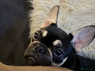 French Bulldog dogs Beautiful female frenchie - Advert 1