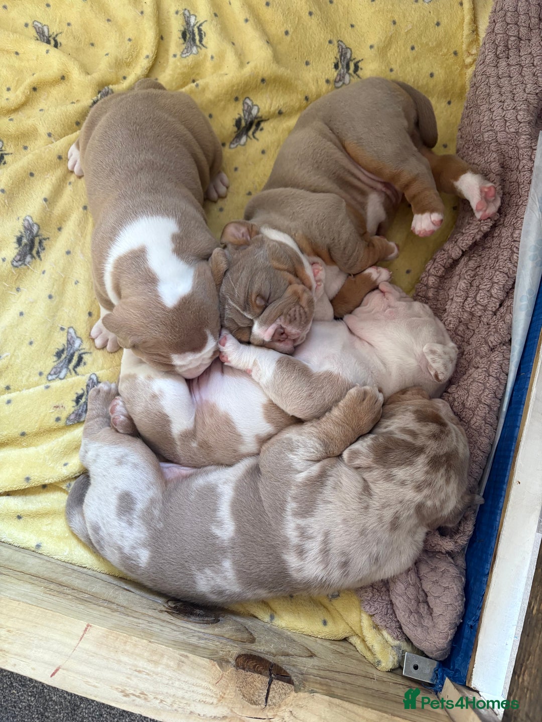 Olde English Bulldogge dogs for sale: Stunning Litter of OldTyme English Bulldogge!!💖💙 - Image 12