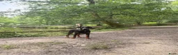 Dobermann dogs for sale: 9 month old Doberman in Heathfield - Advert 6