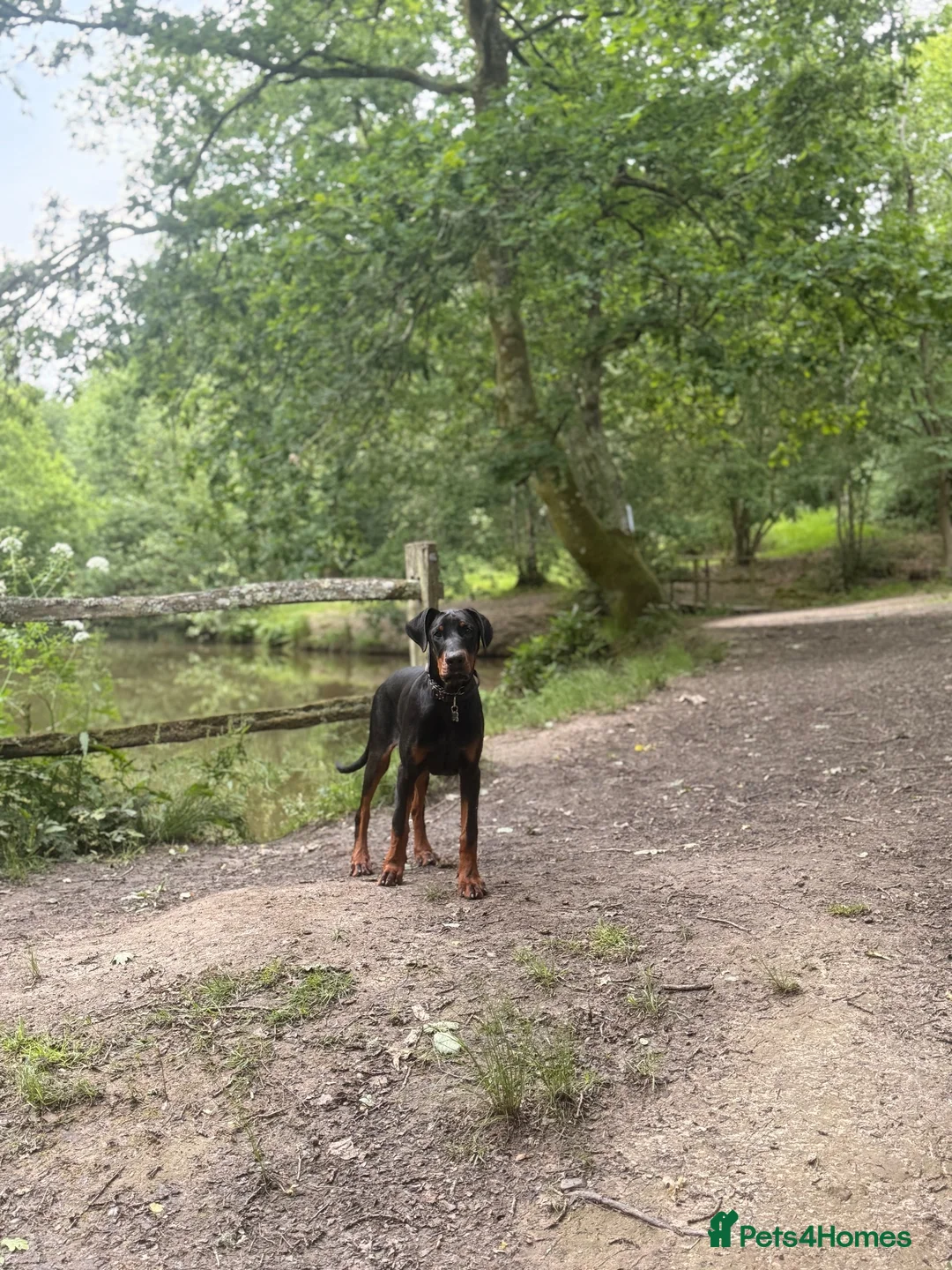 Dobermann dogs for sale: 9 month old Doberman in Heathfield - Advert 6