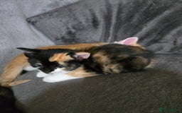 Mixed Breed cats for sale: 2 female 1 male ready for new homes October 1st - Image 4