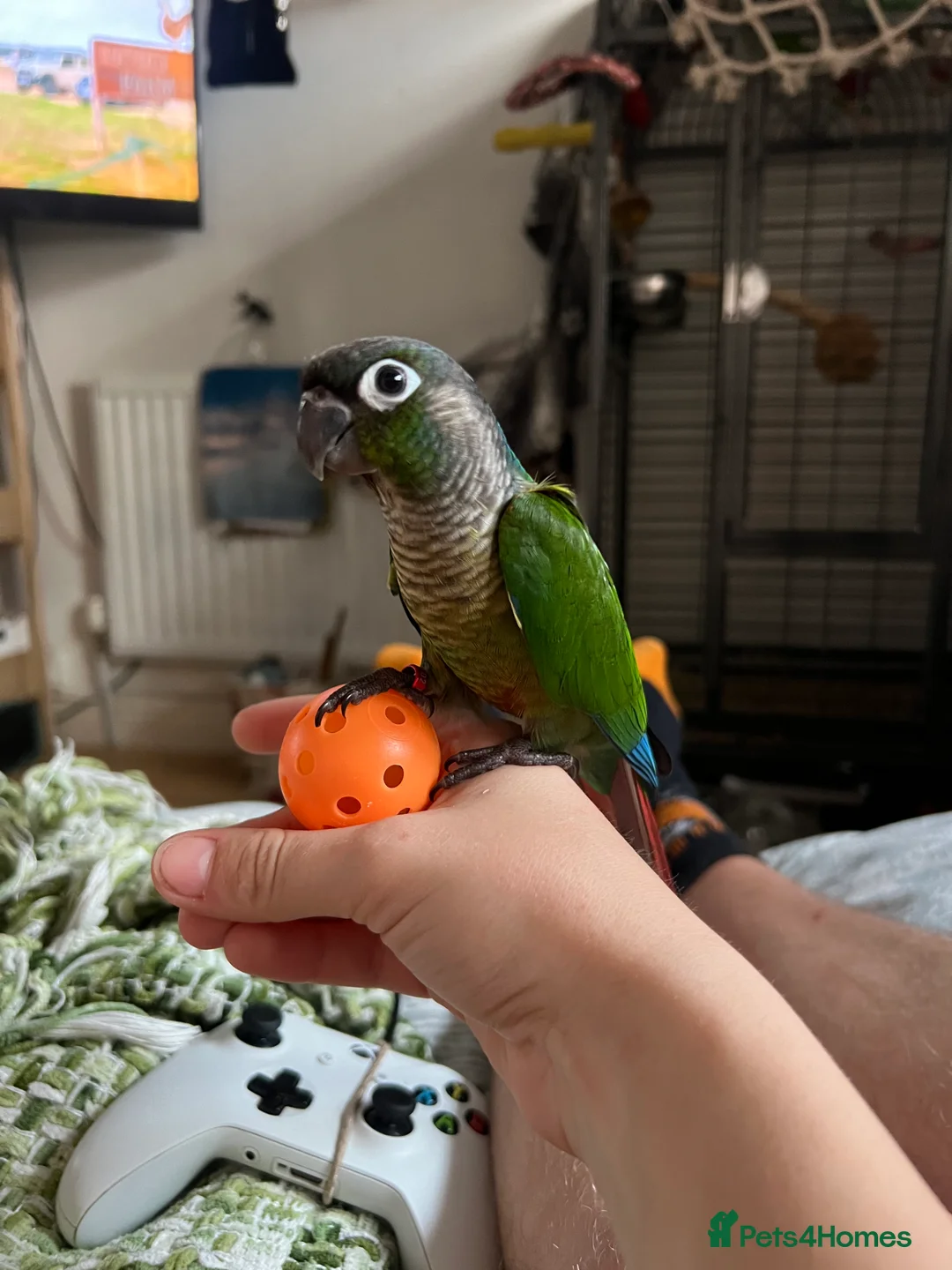 Mixed Breed birds for sale: Quaker and Green cheek conure to rehome  - Advert 4