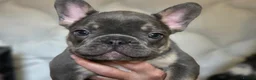 French Bulldog dogs for sale: 3 Male French Bulldogs READY TO GO - Advert 3