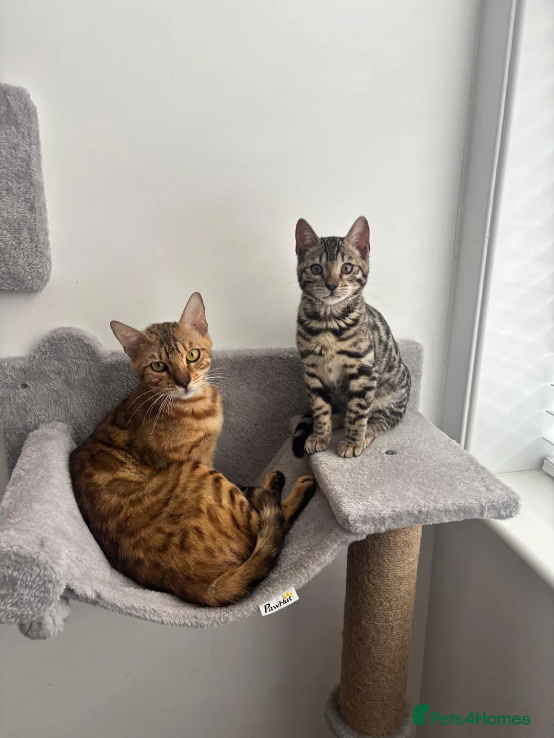 Bengal cats for sale: Incredibly Rare Pedigree Silver Bengal Kitten - Advert 2