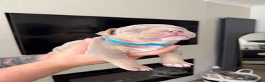 American Bully Puppy 2