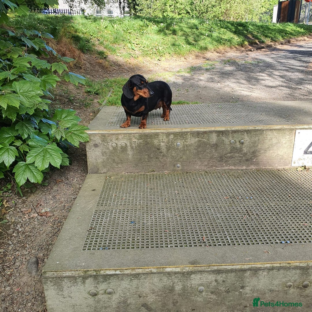 Dachshund dogs for sale: Miniature Dachshund puppies (2 left) - Advert 7