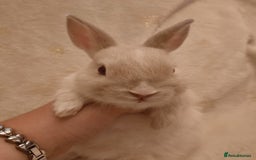 Netherland Dwarf rabbits for sale: Five Litters Of Netherland Dwarf Babies - Image 4