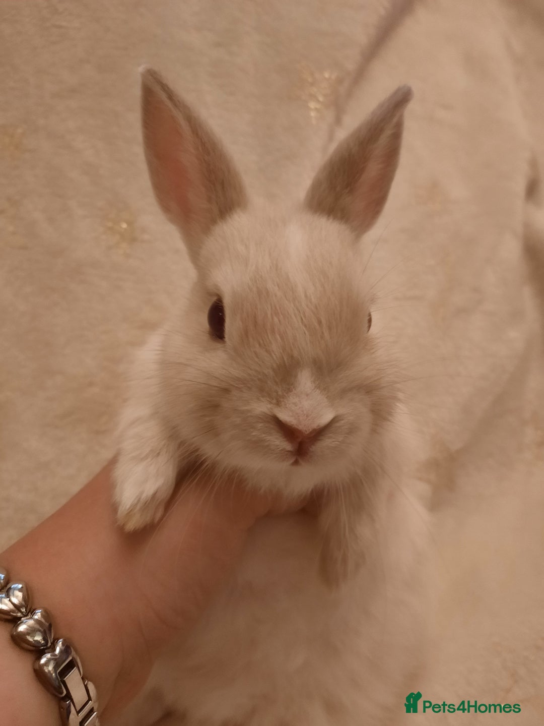 Netherland Dwarf rabbits for sale: Five Litters Of Netherland Dwarf Babies - Image 4