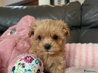 Maltipoo dogs 🧸 Incredible Teddy Bear F1 Asian Maltipoo 🧸 - Advert 9