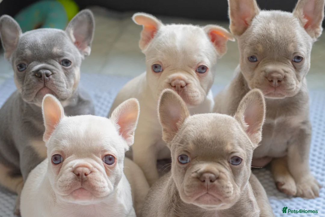 French Bulldog dogs for sale: KC registered new shade French Bulldog puppies - Advert 6