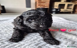 Cockapoo dogs for sale: Gorgeous F2b Cockapoos  - Image 16