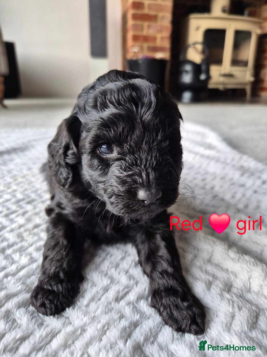 Cockapoo dogs for sale: Gorgeous F2b Cockapoos  - Image 16