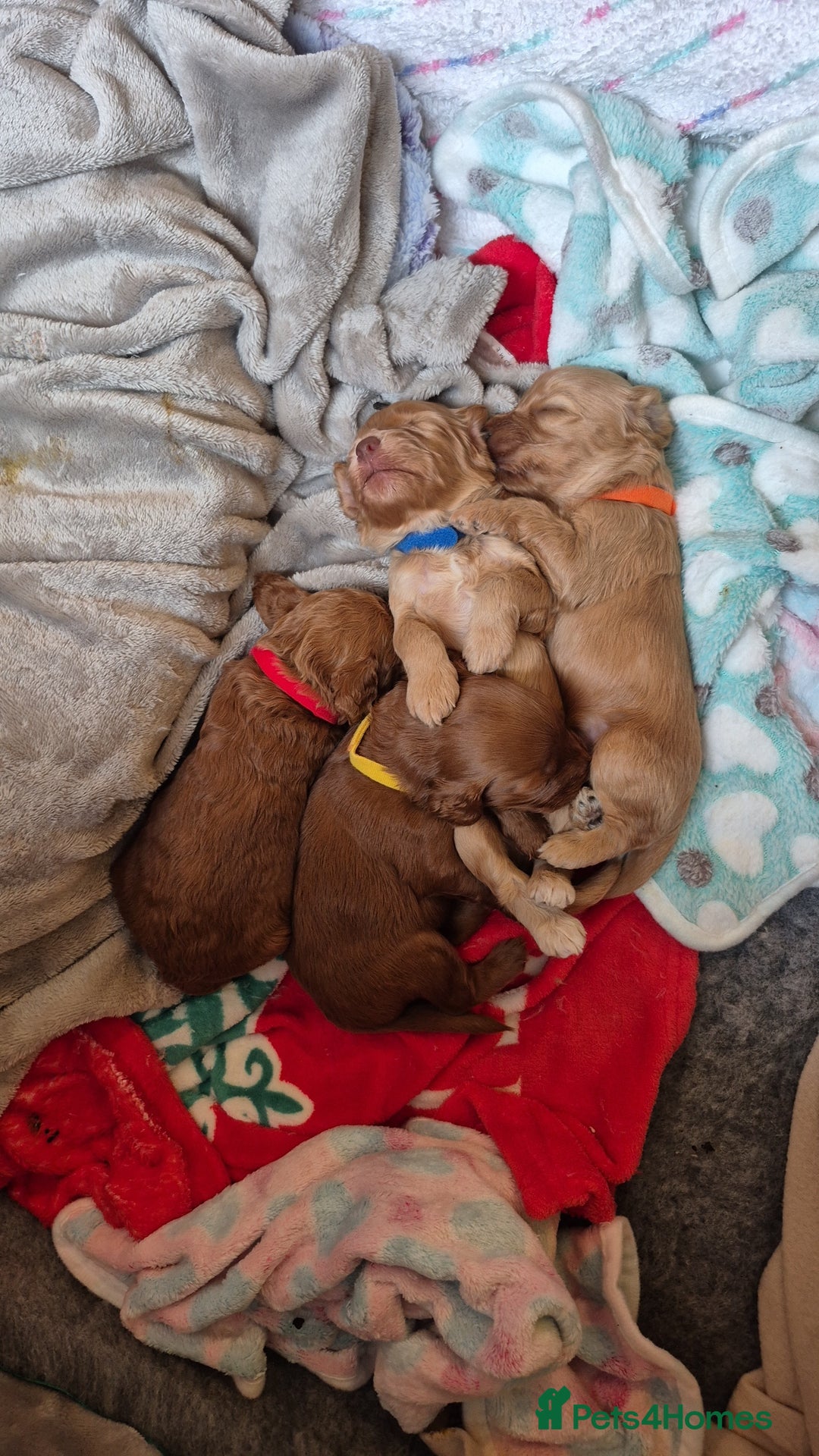 Cockapoo dogs for sale: 2 weeks old cockapoos  - Image 3