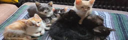 Mixed Breed cats for sale: Kittens for sale  in Leeds - Advert 3